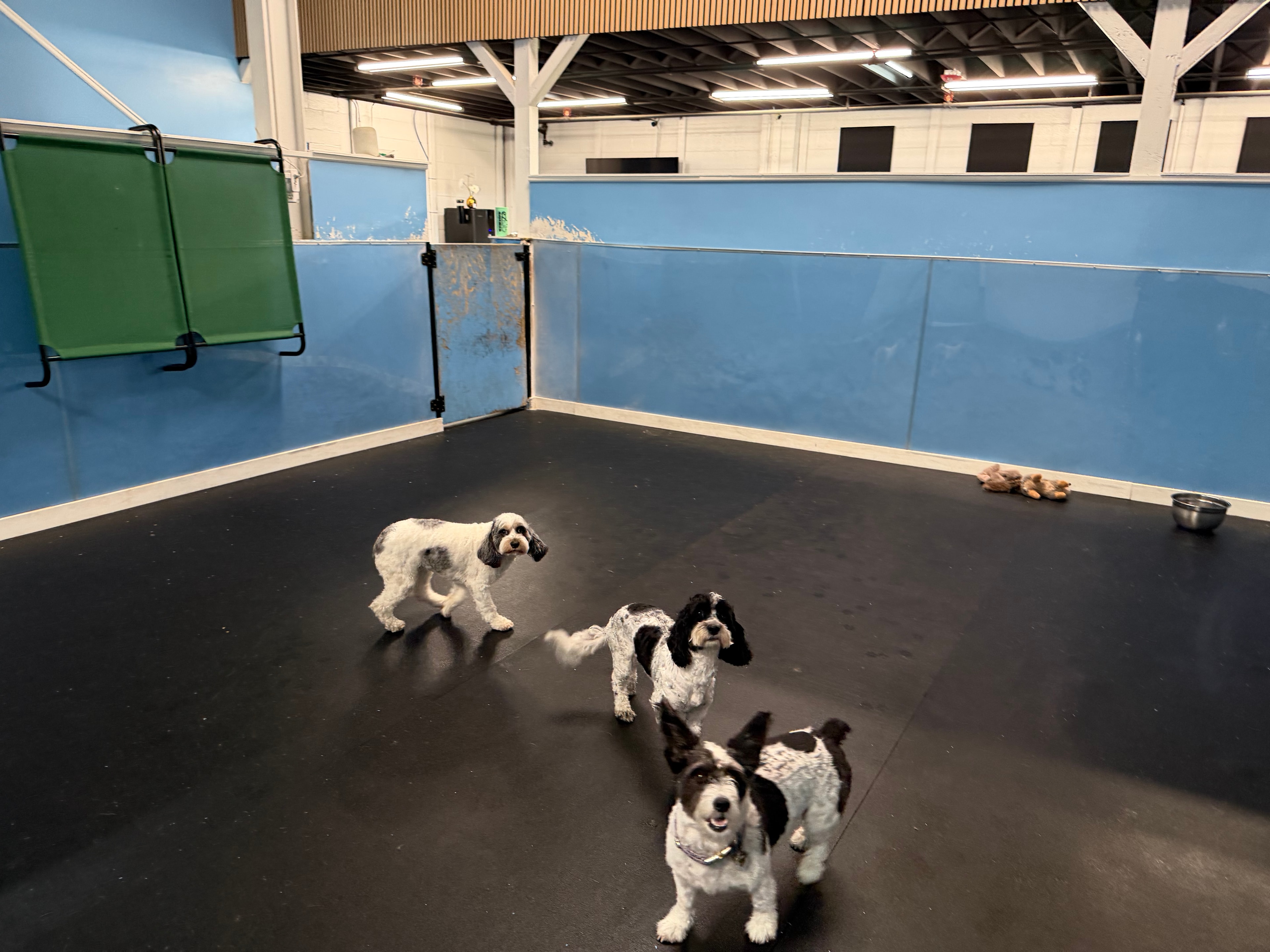 Dogs playing indoors at Bark BLVD