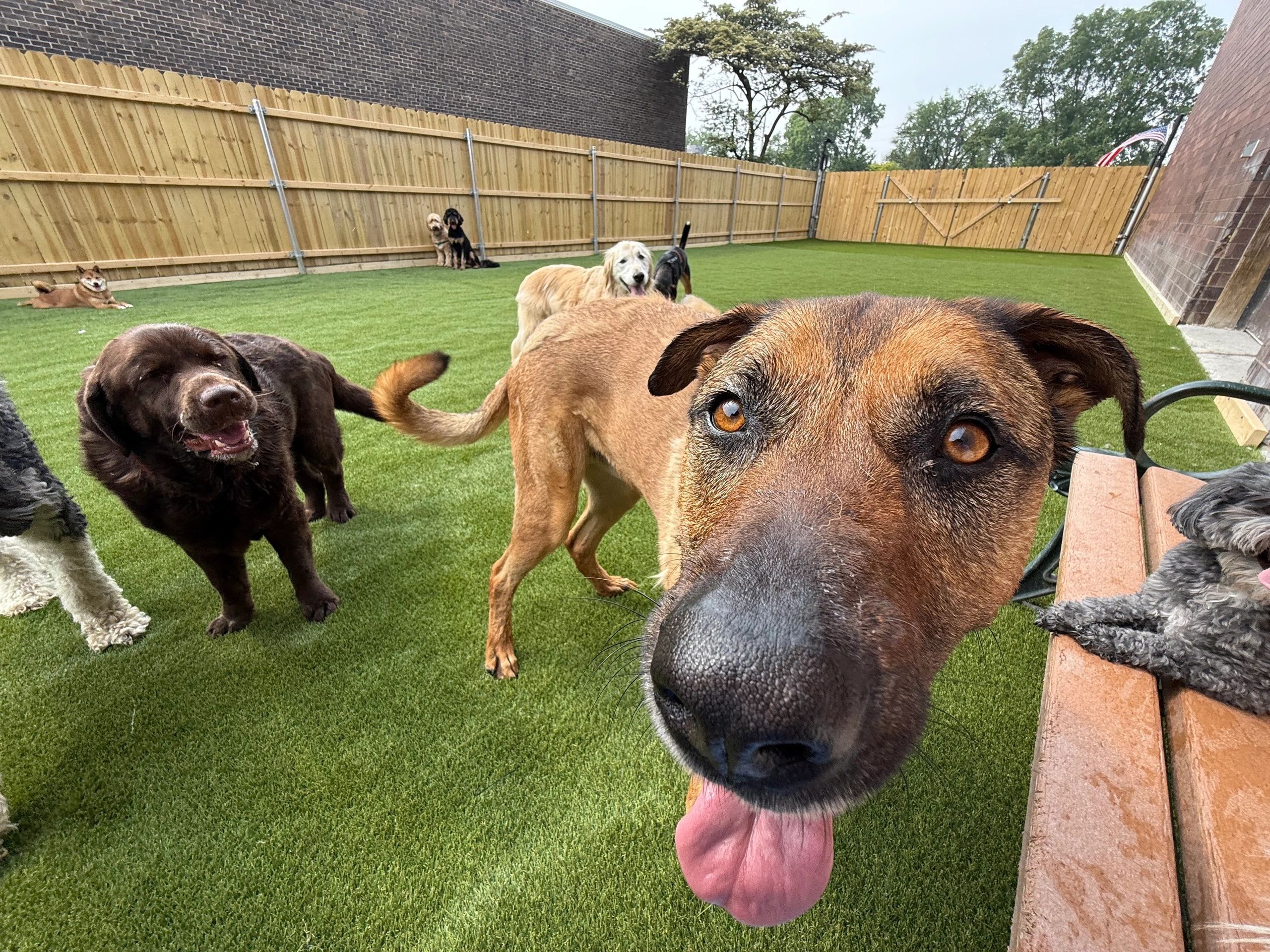 Bark BLVD daycare yard