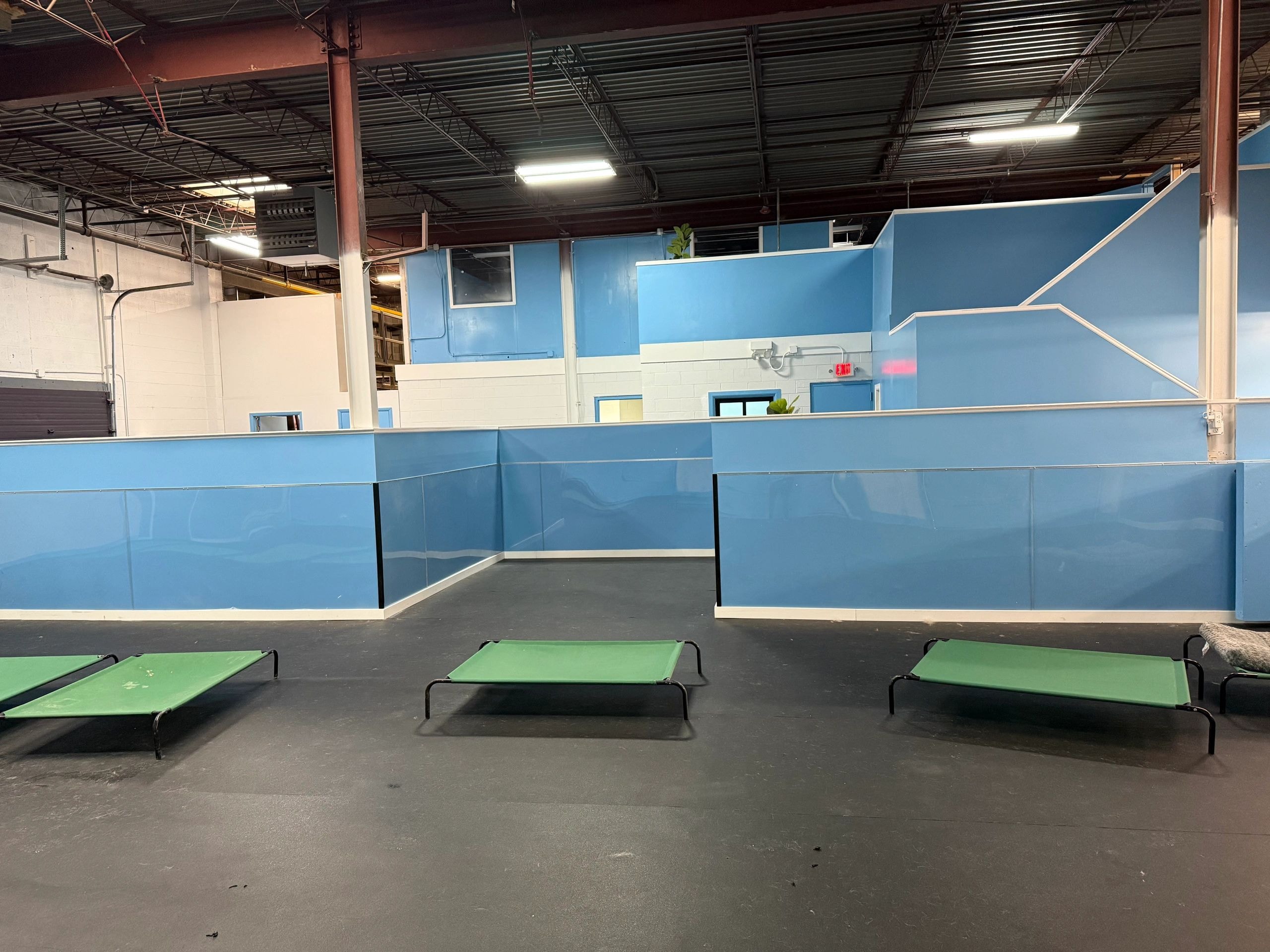 Dogs enjoying daycare at Bark BLVD